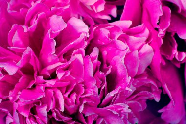 pembe şakayık yaprakları doku arka plan