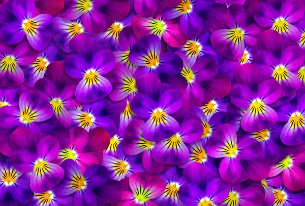 Veilchenblüten Floraler Hintergrund Natürliche Abstrakte Muster Von Blauen Und Violetten — Stockfoto