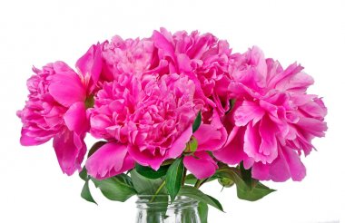 pembe şakayık çiçek beyaz izole. yakın çekim