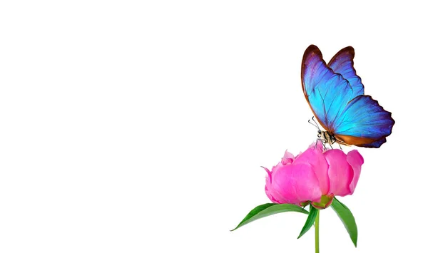 Голубая Бабочка Морфо Цветке Белом Фоне Копировальные Места Розовый Пион — стоковое фото