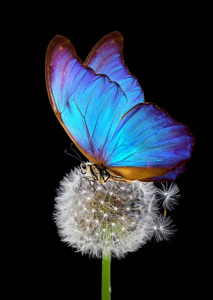 White Fluffy Dandelion Blue Morpho Butterfly Black Background Close — 스톡 사진