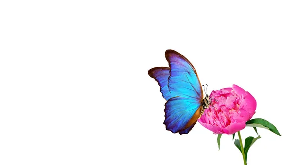 Hermosa Mariposa Morfo Azul Sobre Una Flor Sobre Fondo Blanco — Foto de Stock