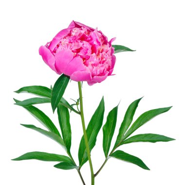 pembe Şakayık çiçeği üzerinde beyaz izole. 