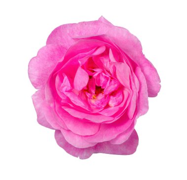 Beyaz arka planda yaban gülü çiçeği