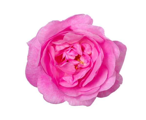 Wild Rose Flower Isolated White Background — Stock Photo, Image