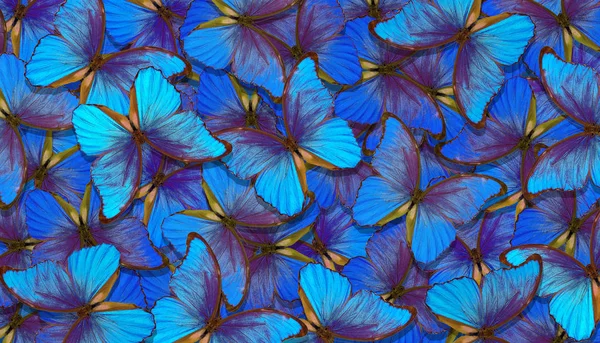 Des Nuances Bleu Les Ailes Papillon Morpho Vol Papillons Bleu — Photo