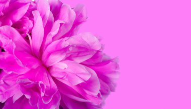 Pembe bir arka plan üzerinde pembe şakayık, yakın çekim.