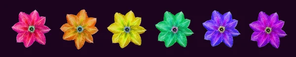 Kolorów Tęczy Wielokolorowe Kwiaty Clematis Jasne Kolorowe Kwiaty Lato — Zdjęcie stockowe
