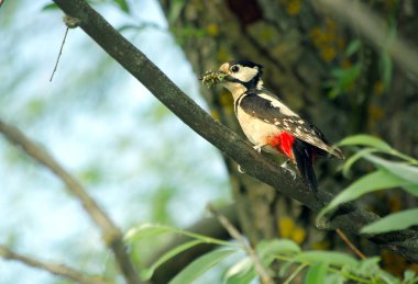 Bir dal üzerinde oturan ağaçkakan. 