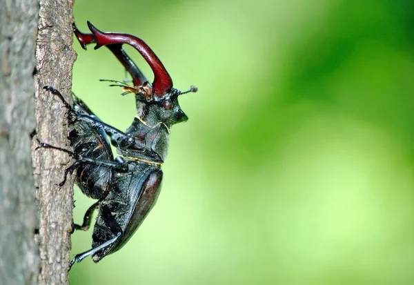 Scarabei Cervo Una Foresta Querce Scarabei Cervi Seduti Tronco Quercia — Foto Stock