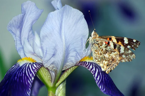 beautiful butterfly painted lady on flowers. butterfly on iris flower