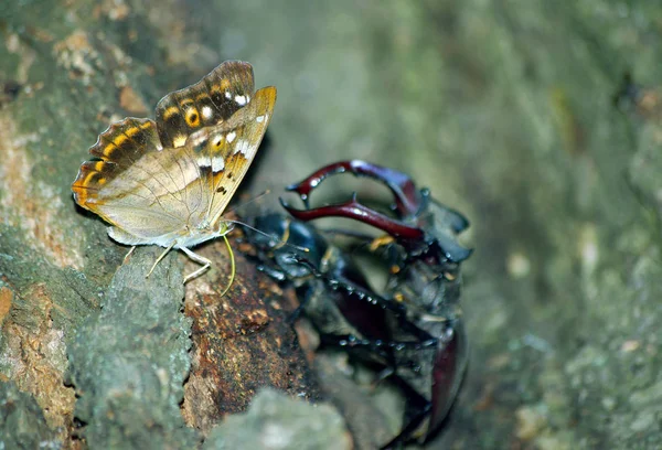Imperador Roxo Borboleta Besouros Veado Escaravelhos Numa Floresta Carvalho Par — Fotografia de Stock