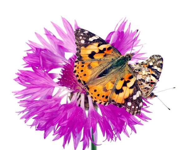 Бабочка Цветке Красивая Бабочка Нарисованная Леди Цветок Изолирован Белом — стоковое фото