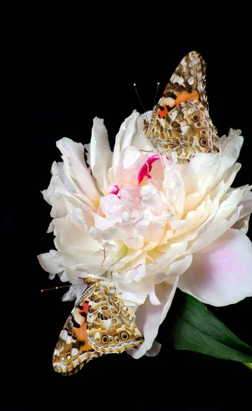 Schöne Pfingstrosenblume Und Schmetterlinge Isoliert Auf Schwarz Nahaufnahme Schöne Schmetterlinge — Stockfoto