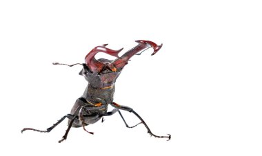 Stag beetle üzerinde beyaz izole.