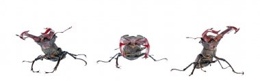 Stag beetle üzerinde beyaz izole.