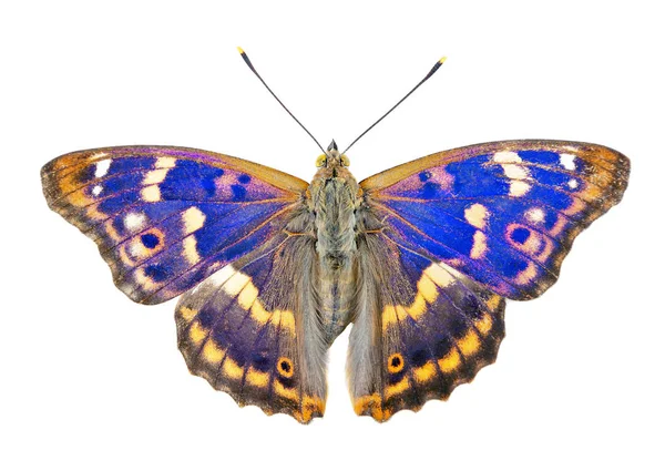 Butterfly Isolerad Vitt Lila Kejsarfjäril Apatura Iris Isolerad Vit Bakgrund — Stockfoto