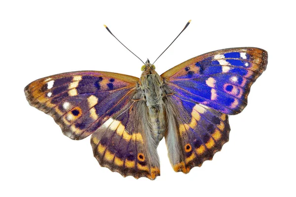 Motyl Białym Tle Purpurowy Cesarz Motyl Apatura Iris Izolowane Białym — Zdjęcie stockowe
