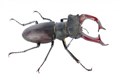 Stag beetle üzerinde beyaz izole.