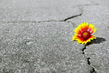 Asfalt yolda çatlak. Asfaltta bir çatlak ve güzel bir çiçek. Gaillardia mı? Boşlukları kopyalama.