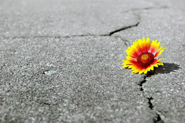 Crack on the asphalt road. A crack in the asphalt and a beautiful flower. Gaillardia. Copy spaces.
