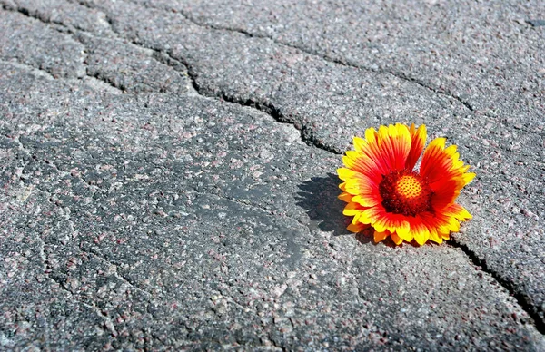 Asfalt Yolda Çatlak Asfaltta Bir Çatlak Güzel Bir Çiçek Gaillardia — Stok fotoğraf