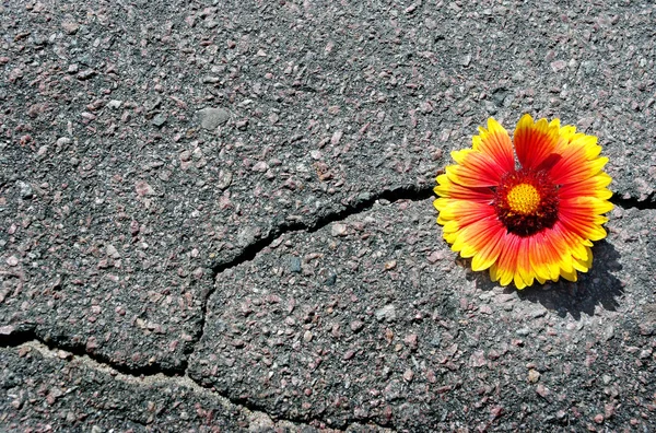 Crack on the asphalt road. A crack in the asphalt and a beautiful flower. Gaillardia. Copy spaces.