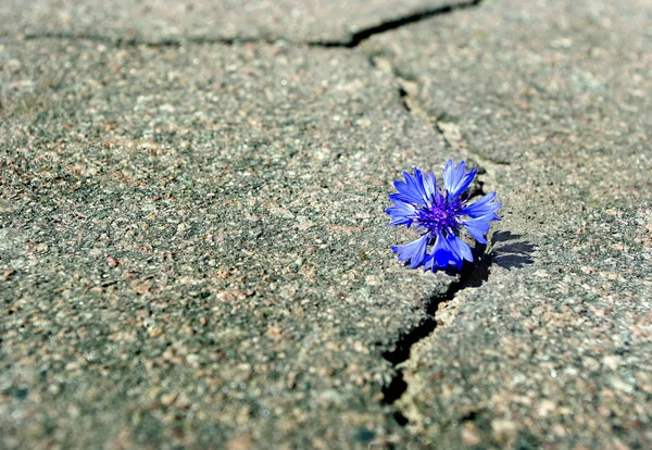 Asfalt Yolda Çatlak Var Asfaltta Bir Çatlak Güzel Bir Çiçek — Stok fotoğraf