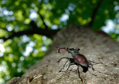 Meşe ormanında bir geyik böceği. Kapat.