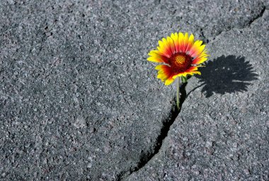 Asfalt yolda çatlak. Asfaltta bir çatlak ve güzel bir çiçek. Gaillardia mı? Boşlukları kopyalama.