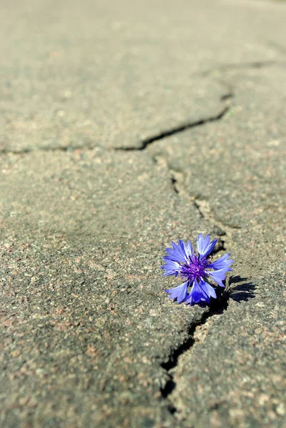Crack on the asphalt road. A crack in the asphalt and a beautiful flower. Copy spaces.