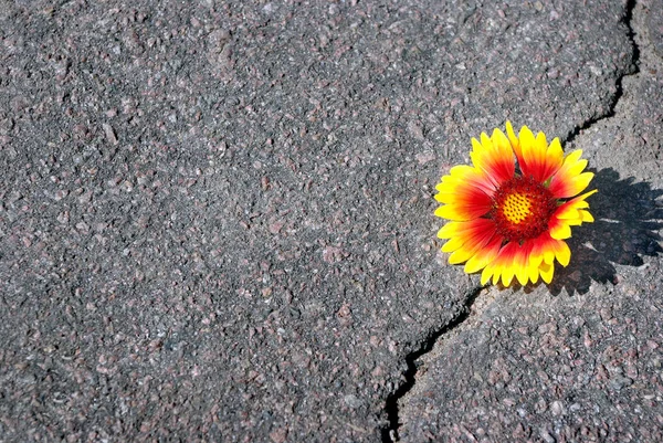 Crack Asphalt Road Crack Asphalt Beautiful Flower Gaillardia Copy Spaces — Stock Photo, Image
