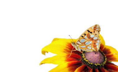 Kelebek çiçek üzerinde beyaz izole. İspanya'nın Kelebek Kraliçesi fritillary. Boşlukları kopyalama