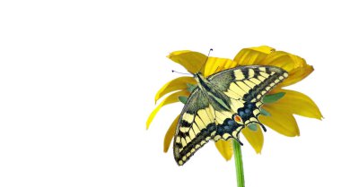 Beyaz izole bir çiçek kelebek. Gerbera çiçek. Swallowtail Kelebek, Papilio machaon. kopya alanlarda.
