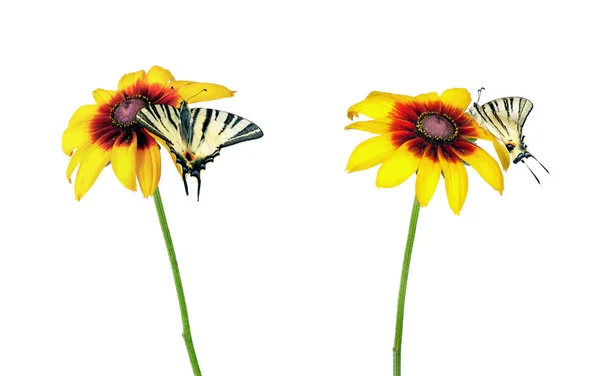 Motyl Kwiat Białym Tle Gerbera Kwiat Swallowtail Motyl Papilio Machaon — Zdjęcie stockowe