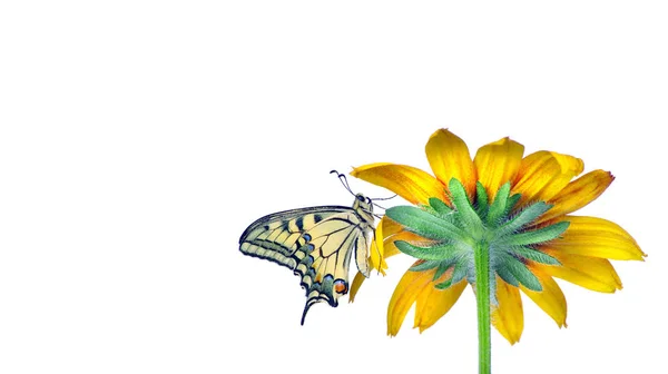 Πεταλούδα Ένα Λουλούδι Που Απομονώνονται Λευκό Ζέρμπερες Λουλούδι Swallowtail Πεταλούδα — Φωτογραφία Αρχείου