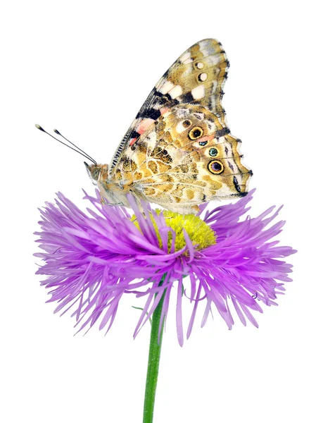 Borboleta Uma Flor Bela Borboleta Pintada Senhora Flor Isolada Branco — Fotografia de Stock