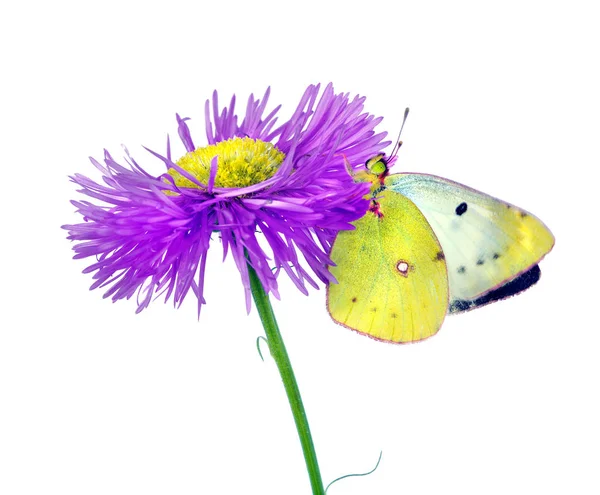 花の上に青白い黄色が曇った 白に隔離された花の美しい黄色の蝶 — ストック写真