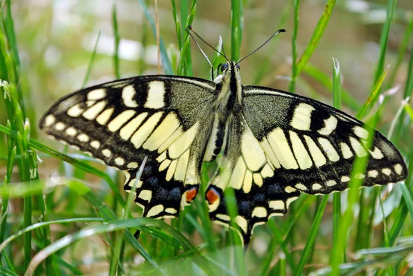 Çayırda Kelebek Parlak Güzel Kelebekler Kırlangıç Kuyruğu Kelebeği Papilio Maçaonu — Stok fotoğraf