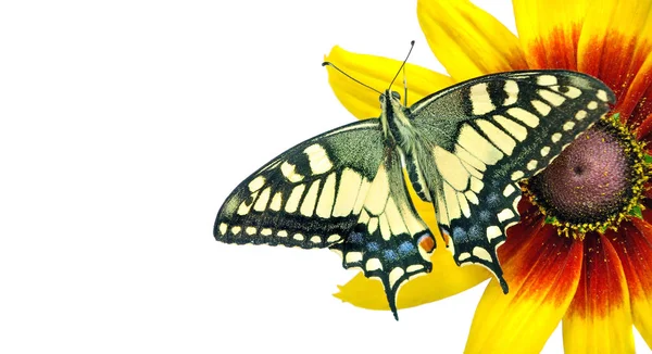 Метелик Квітці Ізольований Білому Квітка Гербера Ластівка Метелик Папіліо Махон — стокове фото