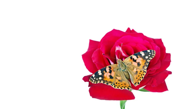 Метелик Квітці Красиві Метелики Розмальовували Леді Квітці Ізольовані Білому Простору — стокове фото