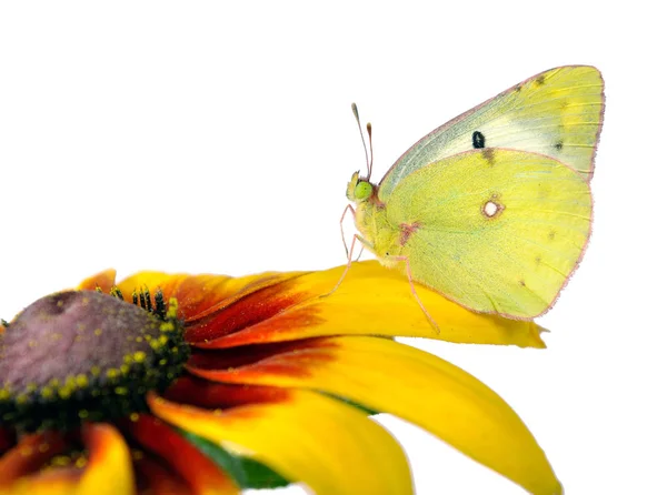 Schmetterling Blass Gelb Auf Einer Blume Schöner Gelber Schmetterling Auf — Stockfoto