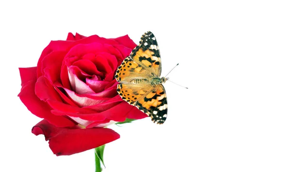 butterfly on a flower. beautiful butterfly painted lady on flower isolated on a white. copy spaces. rose and butterfly