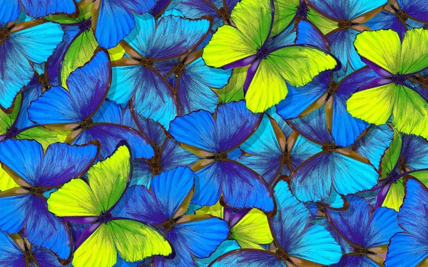 Schmetterlingsmorpho Flügel Eines Schmetterlingsmorphos Flug Der Leuchtend Blauen Und Gelben — Stockfoto