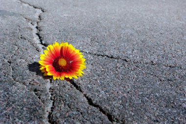 Asfalt yolda çatlak. Asfaltta bir çatlak ve güzel bir çiçek. Gaillardia mı? Boşlukları kopyalama.