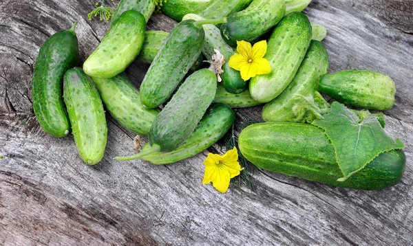 Frische Reife Gurken Auf Einem Holztisch Großaufnahme — Stockfoto