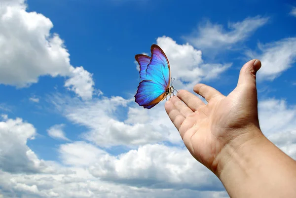 Butterfly Morpho Sitter Handen Handen Upphöjt Till Himlen Fjäril Handen — Stockfoto