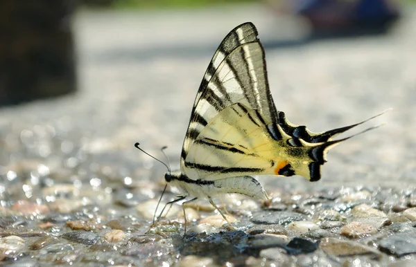 Schmetterling Trinkwasser Schöner Schmetterling Sitzt Auf Dem Nassen Asphalt — Stockfoto