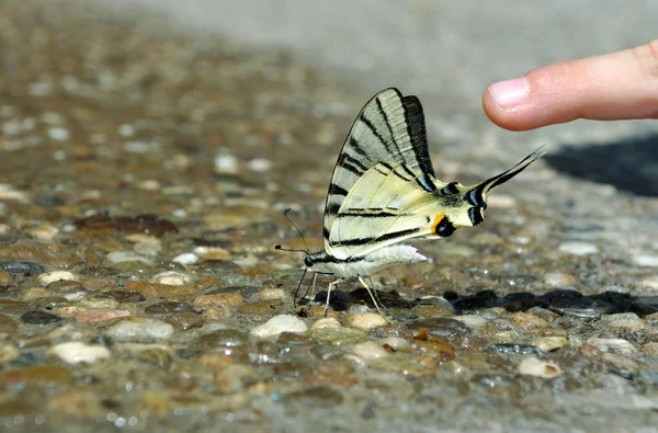 Butterfly Drinkwater Mooie Vlinder Zittend Het Natte Asfalt — Stockfoto