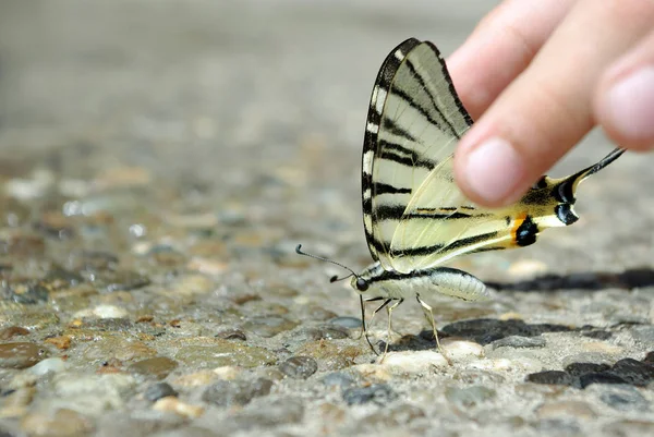 Kelebek Içme Suyu Islak Asfalt Üzerinde Oturan Güzel Kelebek — Stok fotoğraf
